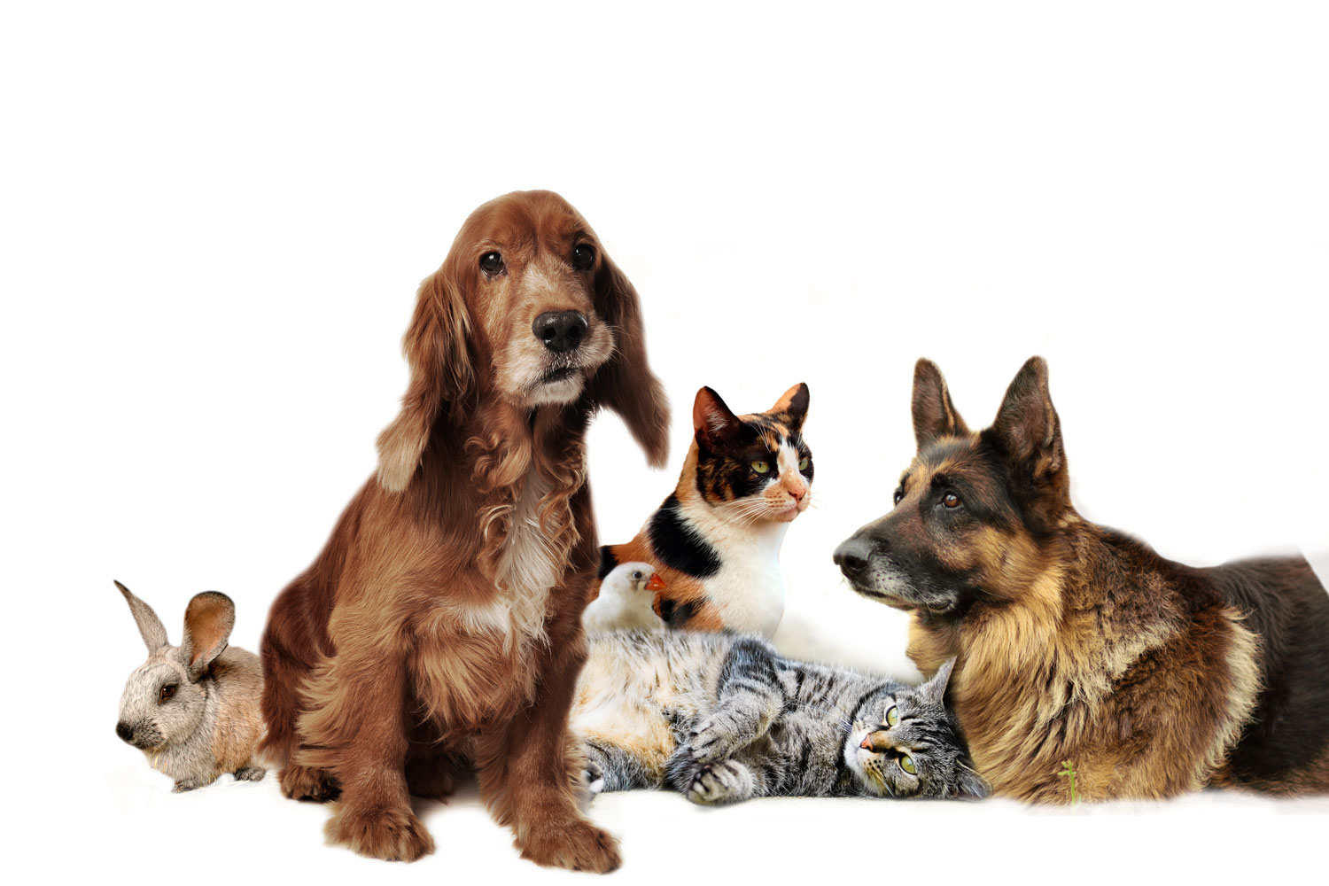 Tieba Tierkrematorium AG